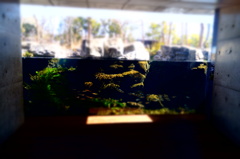 150214__おもちゃの水槽