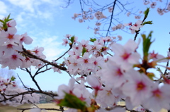 150406__桜さくらサクラ