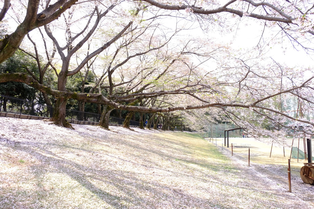 150412__サクラ絨毯