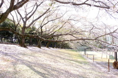 150412__サクラ絨毯