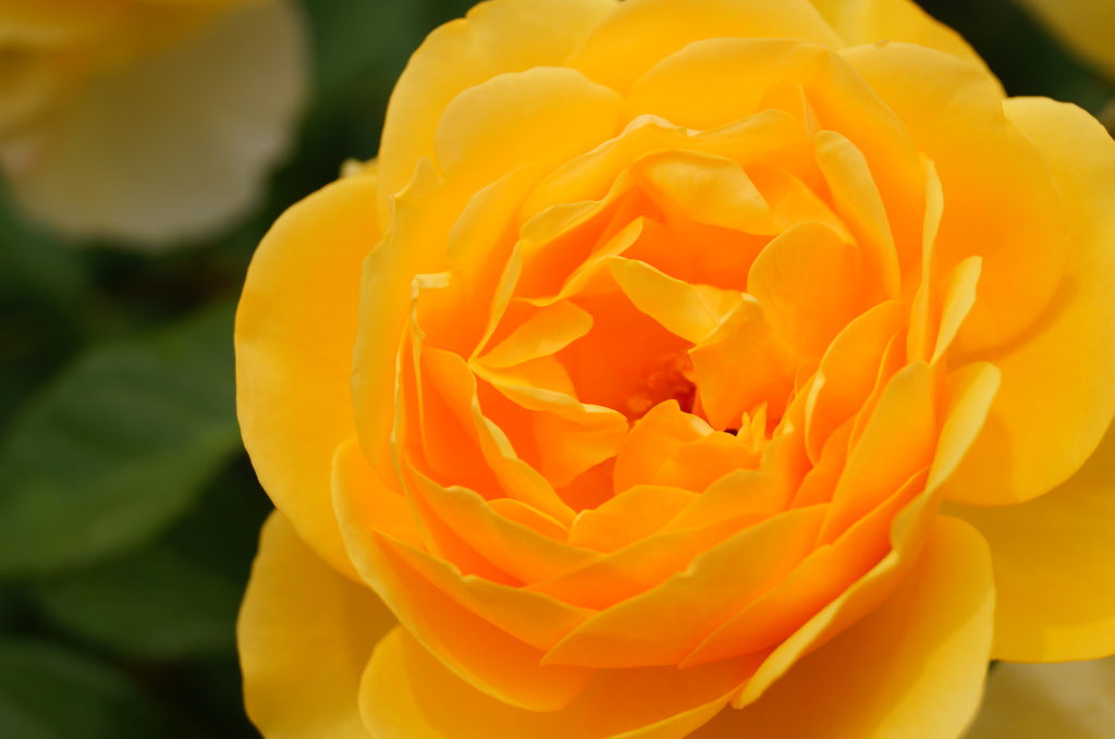 黄薔薇