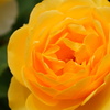 黄薔薇