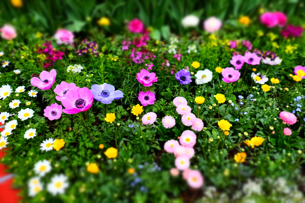 150314__おもちゃのお花たち