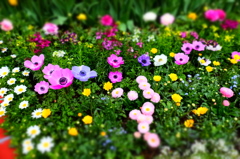 150314__おもちゃのお花たち