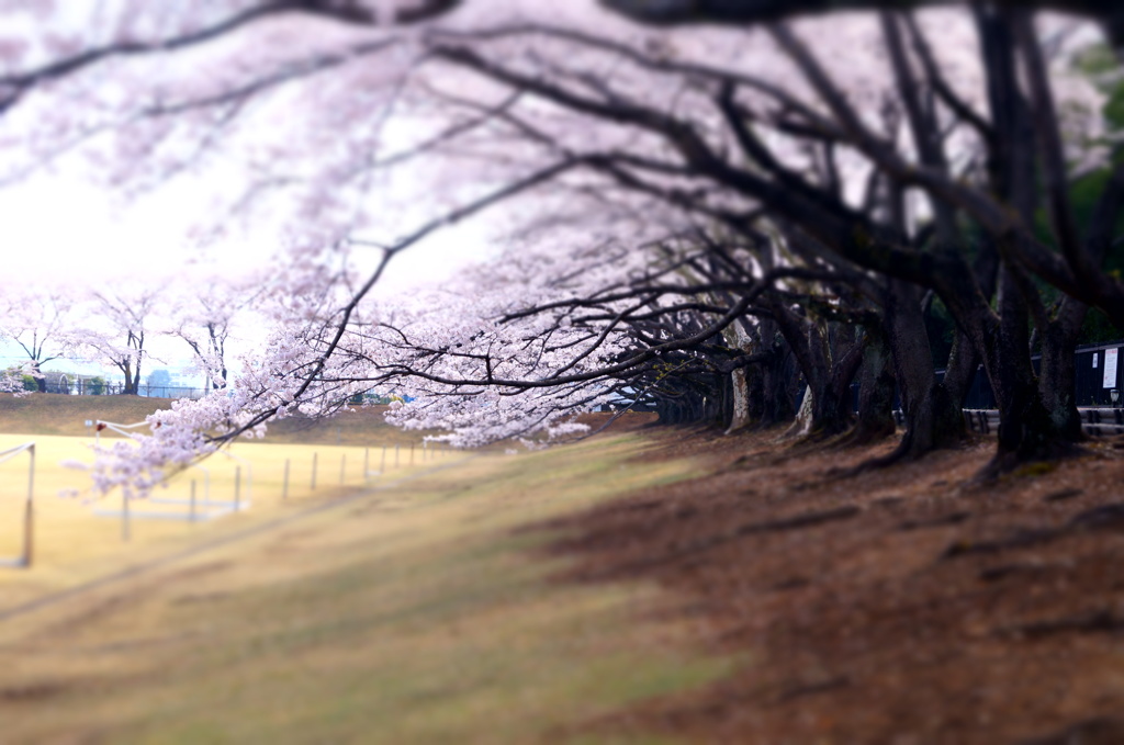 150416__桜日傘