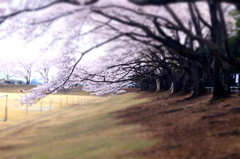 150416__桜日傘