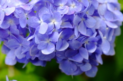 紫陽花