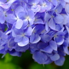 紫陽花