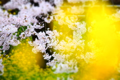 150404__桜、菜の花フィルター~二宮~