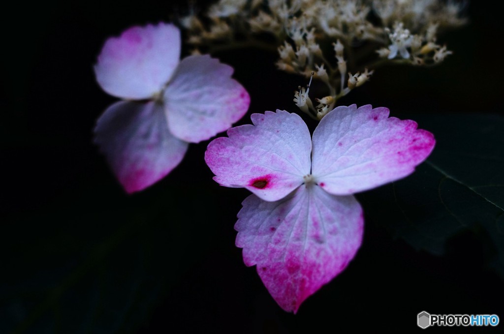 紫陽花