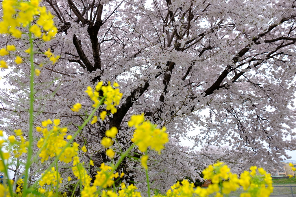 150404__桜と菜の花~二宮~