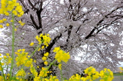150404__桜と菜の花~二宮~