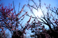 150321__梅2