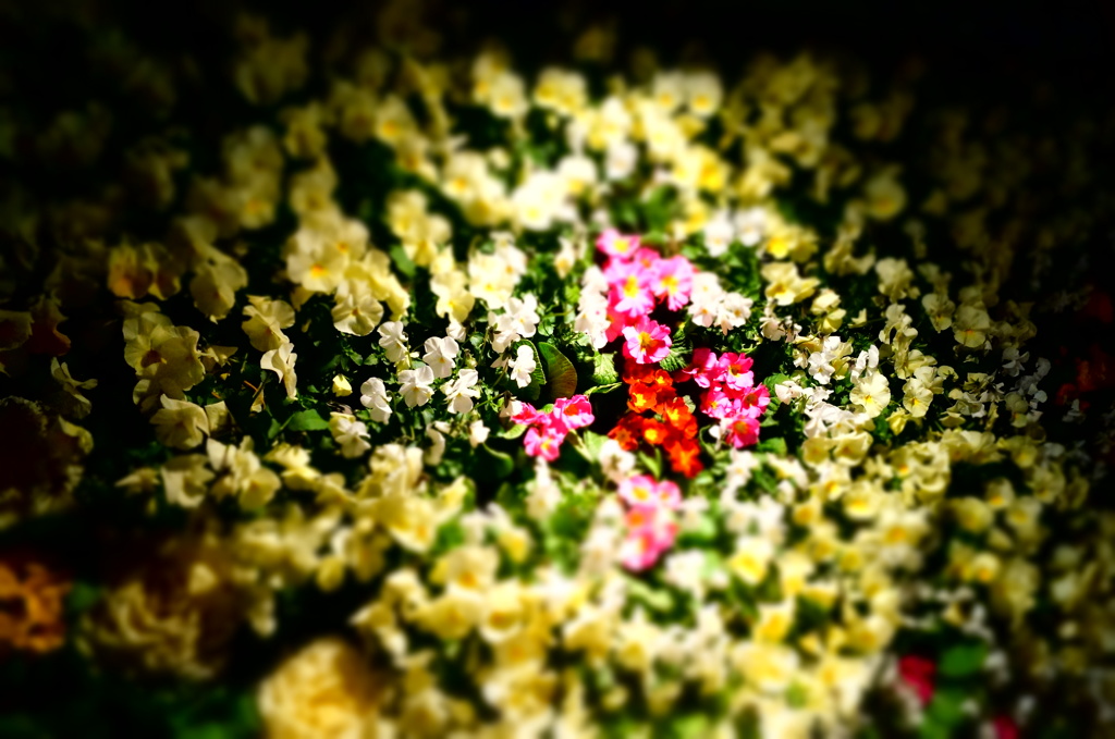花ヒカル