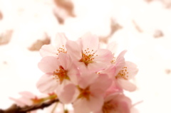 150404__桜光~グランド~