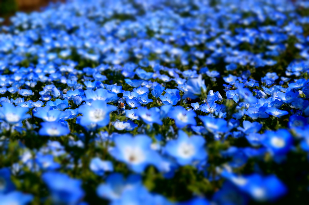 青色花