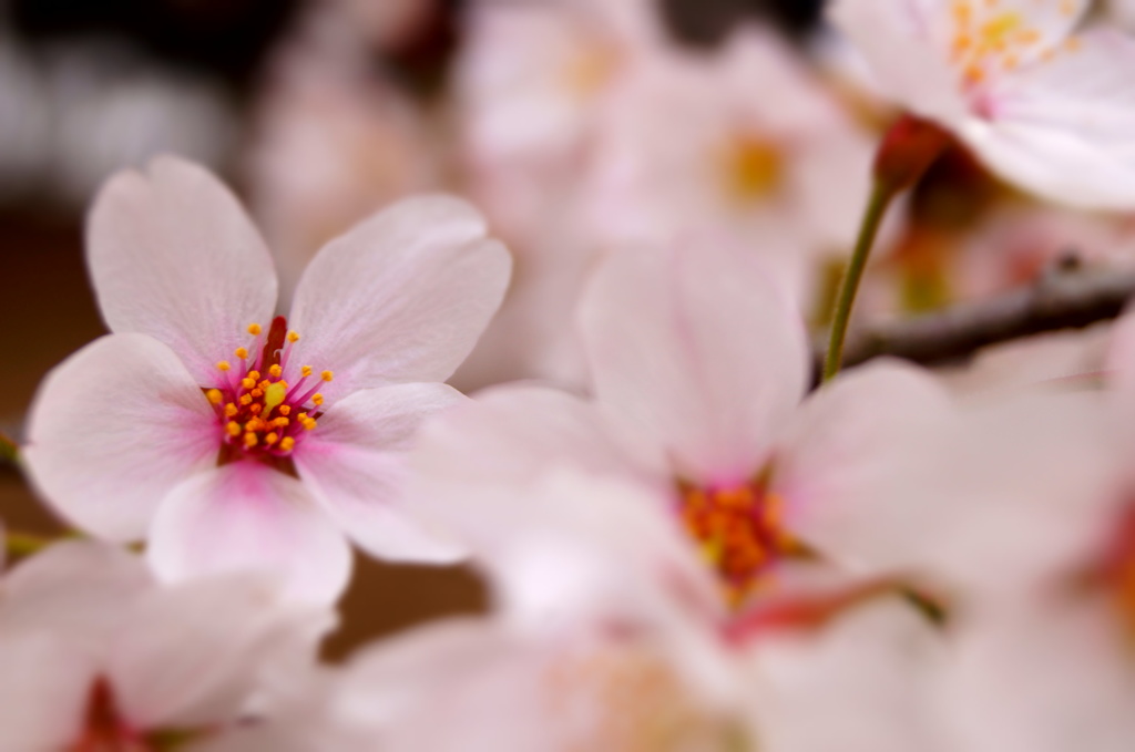 150404__頬染桜~グランド~