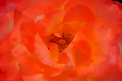 華顔