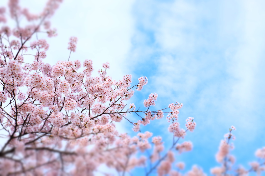 150406__おもちゃの青空桜花