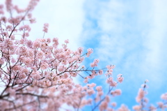 150406__おもちゃの青空桜花