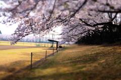150406__桜傘
