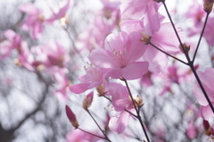 150328__春華