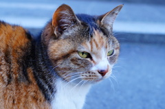 150203__鎌倉の猫