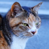 150203__鎌倉の猫