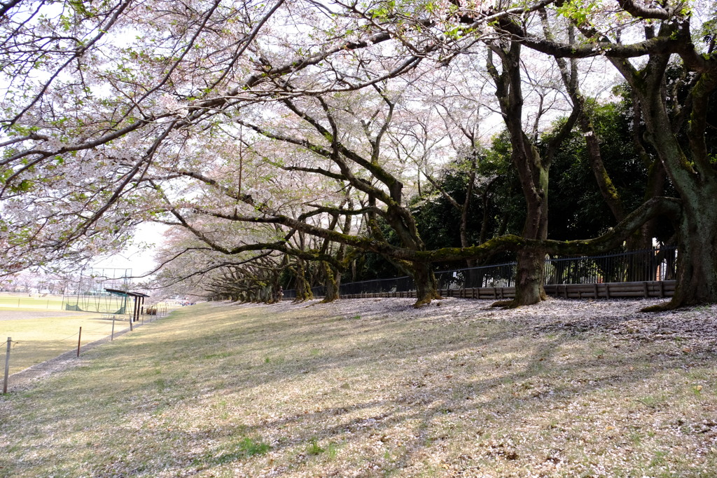 150412__桜トンネル