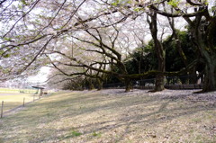 150412__桜トンネル