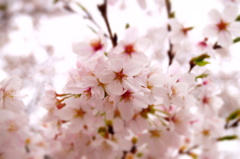 150404__桜1~グランド~