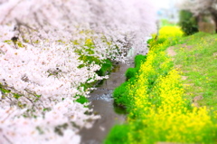 150404__おもちゃの桜、菜の花~二宮~