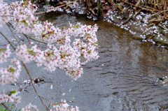 150405__散る桜~足利~