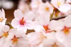 150404__頬染桜Ⅱ~グランド~