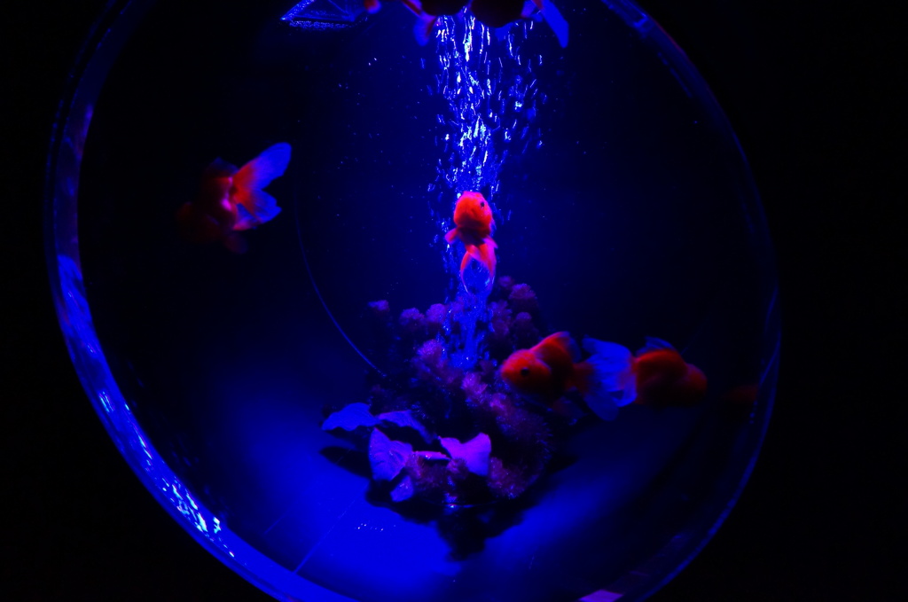 金魚1