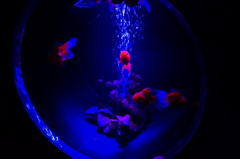 金魚1