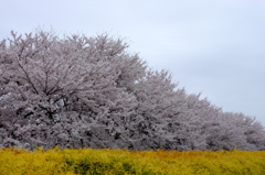 150404__桜と金色絨毯~二宮~