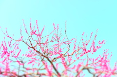 150321__梅と青空