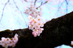 150406__美人桜