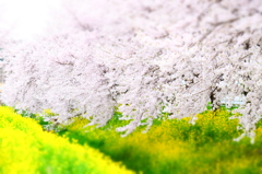 150404__おもちゃの桜、菜の花畑~二宮~