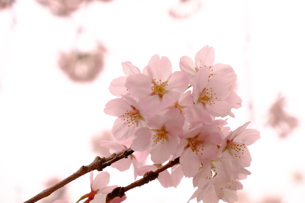 150404__さくら光~グランド~