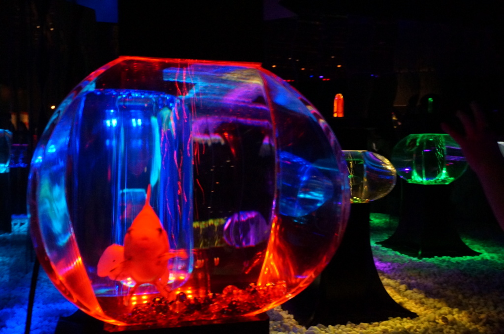 金魚3