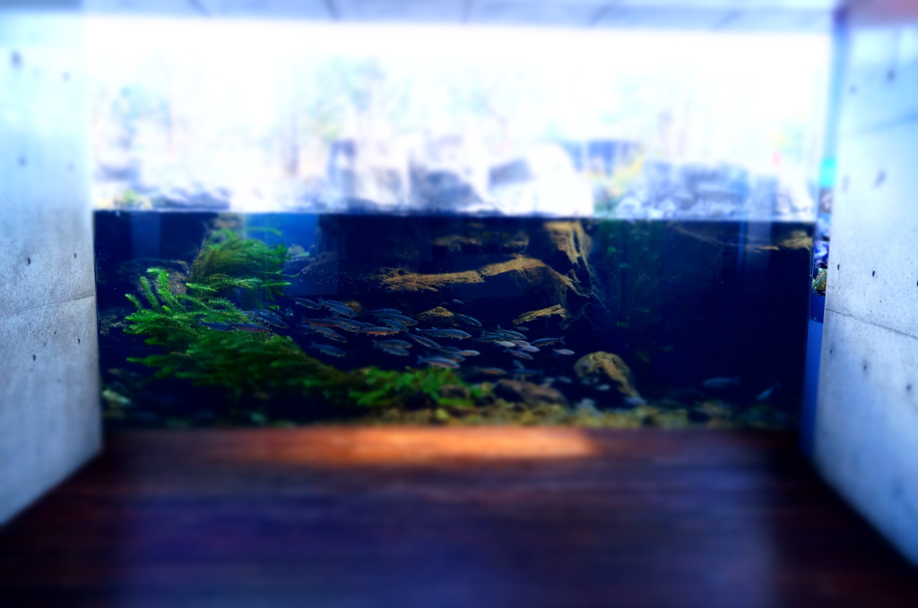 150214__おもちゃの水槽3