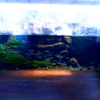 150214__おもちゃの水槽3