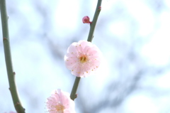 150321__淡き梅花