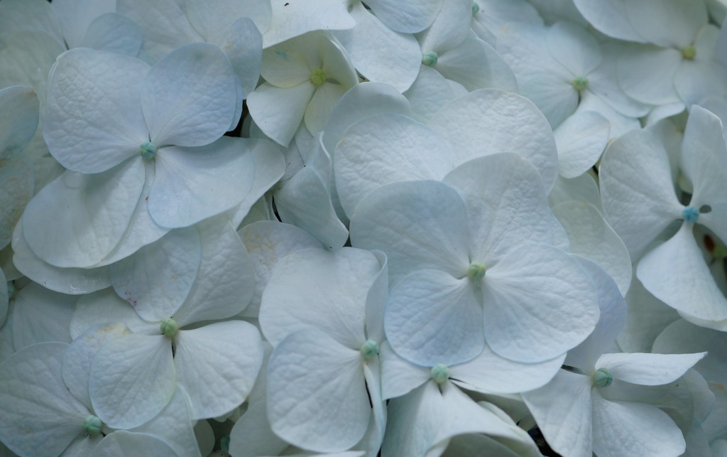 白い紫陽花