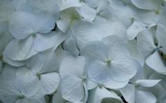 白い紫陽花
