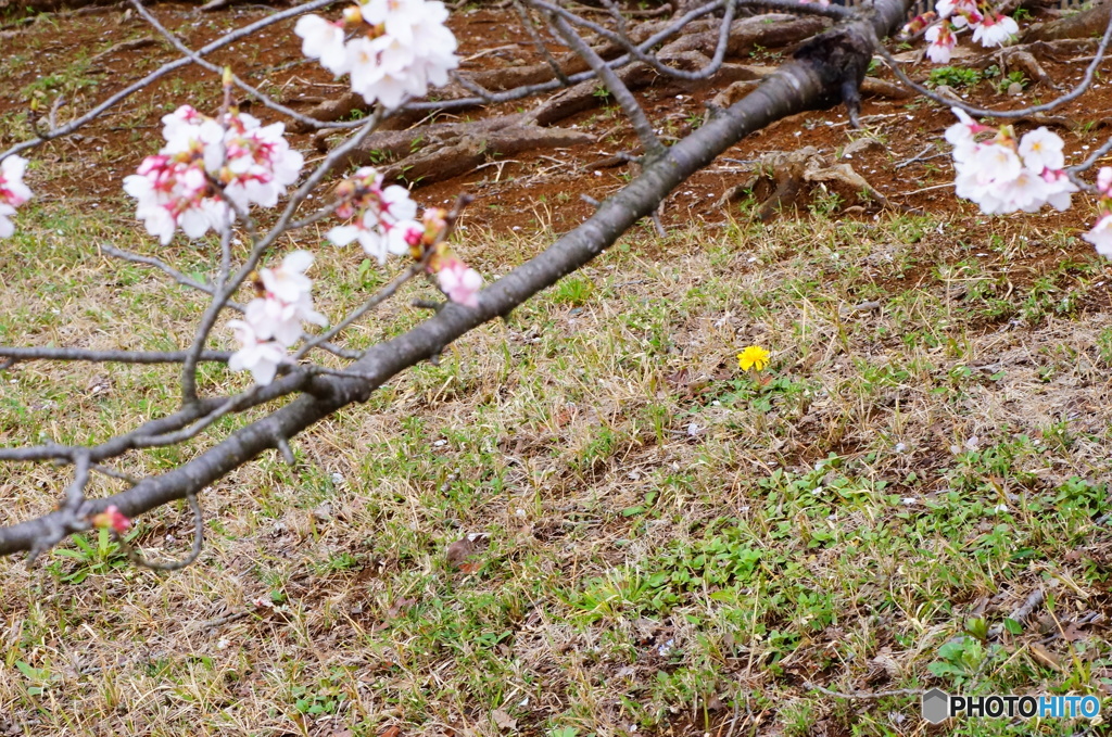 ダンデライオン