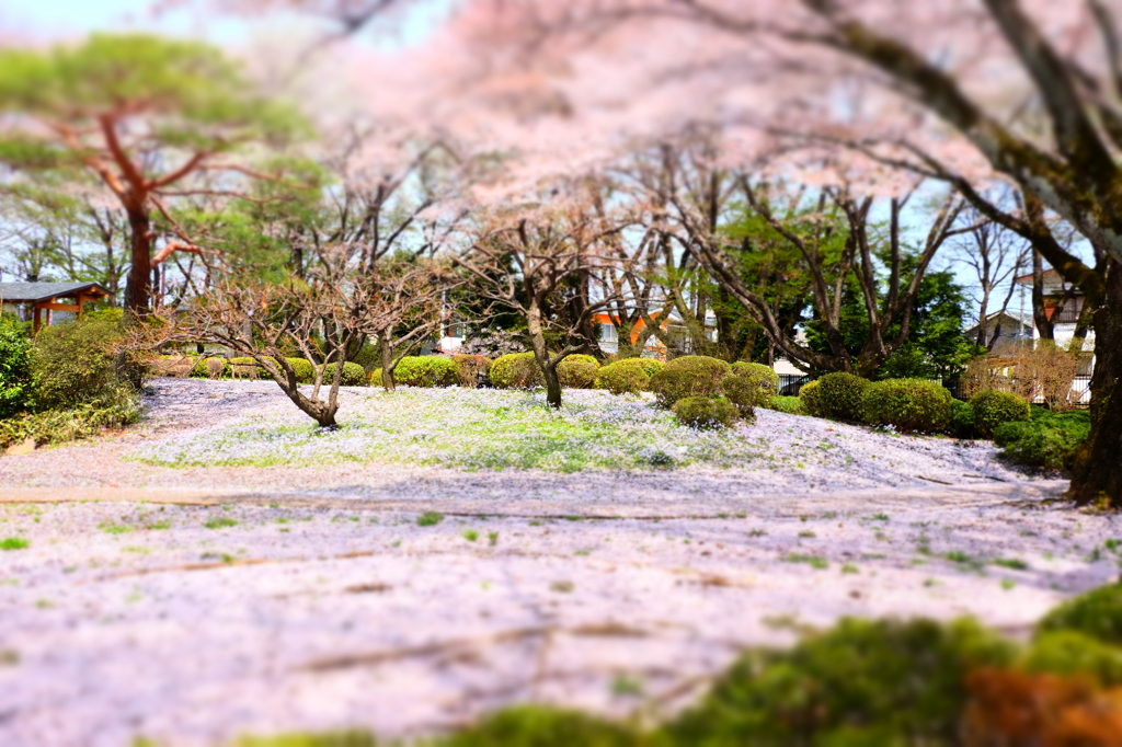 150412__サクラ海