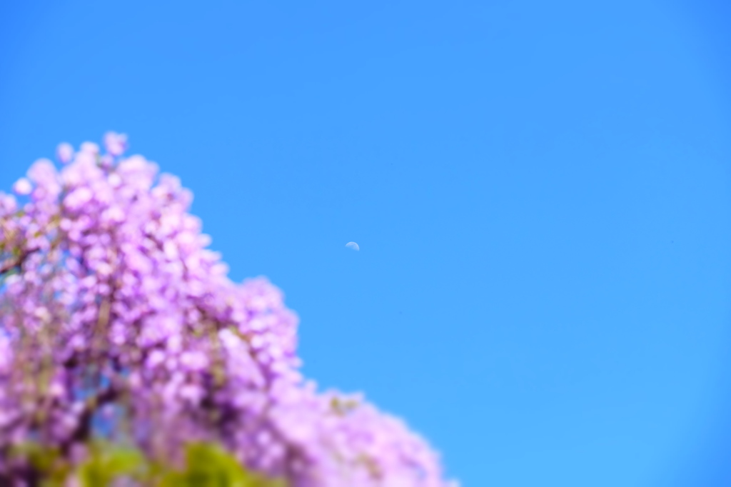 月藤__150426